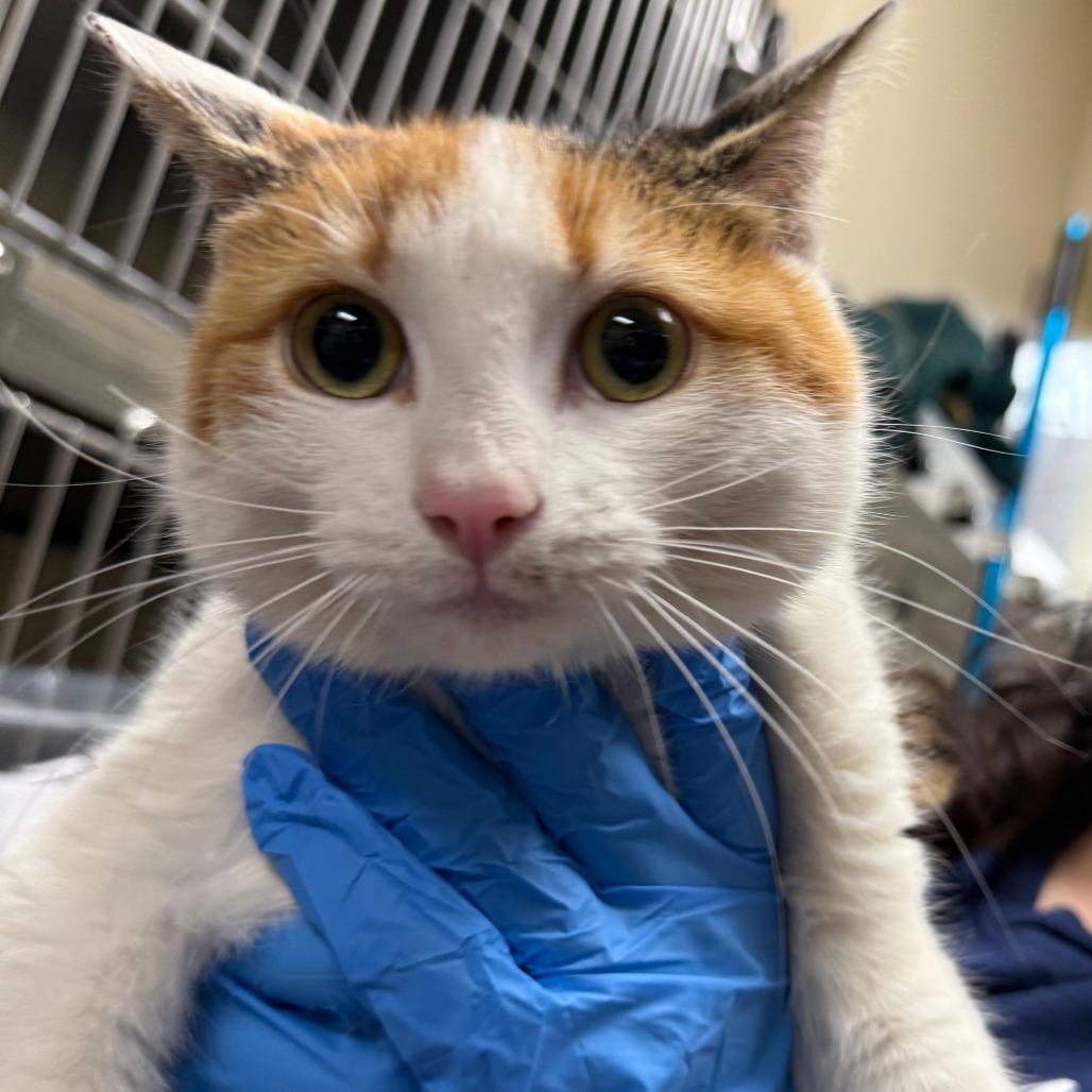 Gracie *Coming Soon*