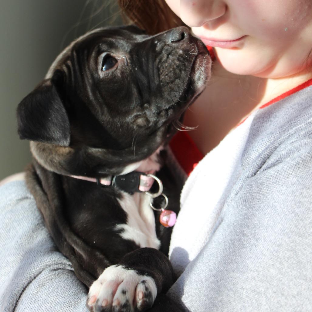 NY Millie (Foster in Ossining)