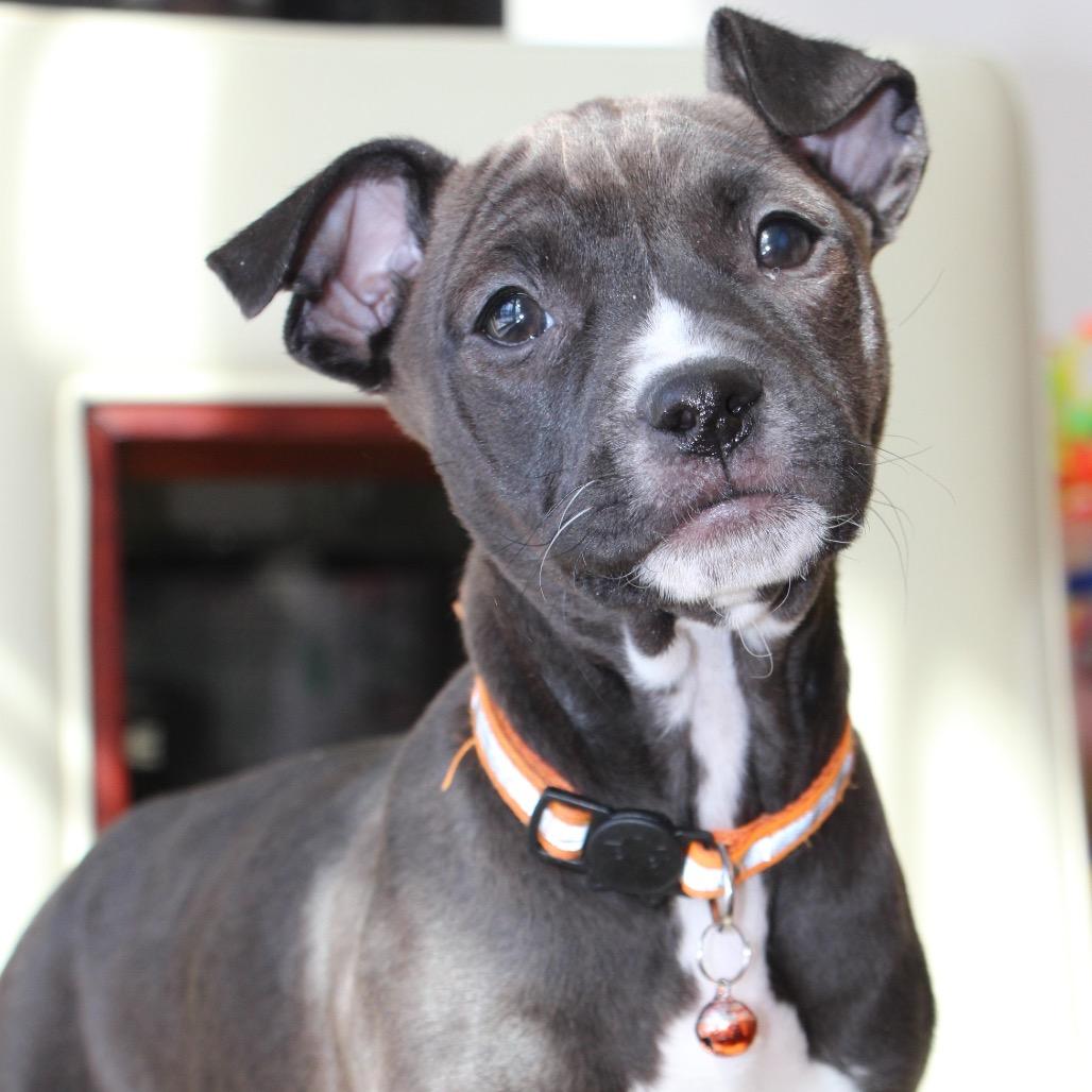 NY Rosie (Foster in Ossining)