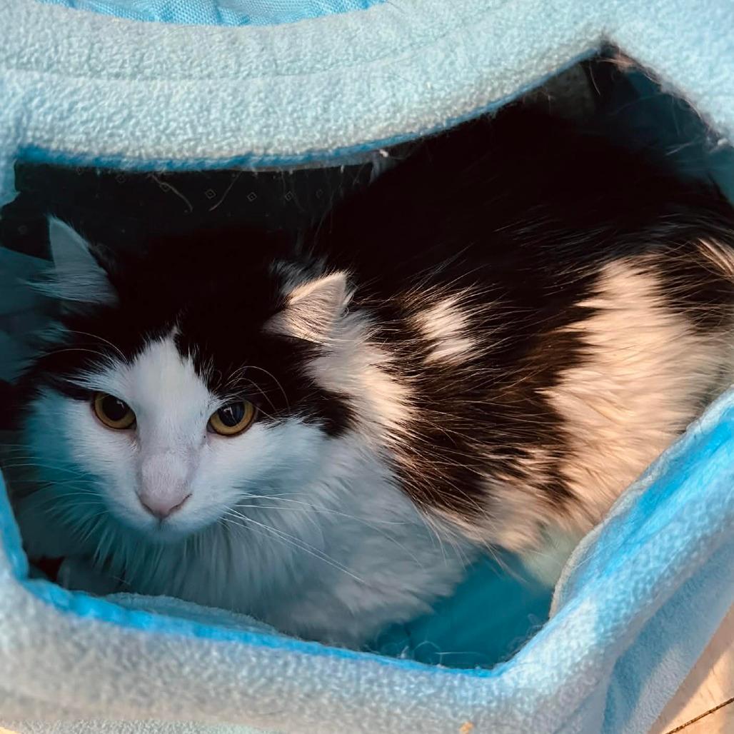 Messy Mindy- Washington Petsmart