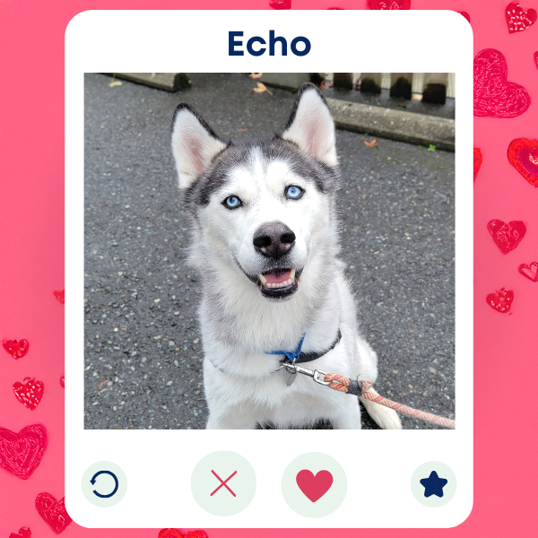 Echo