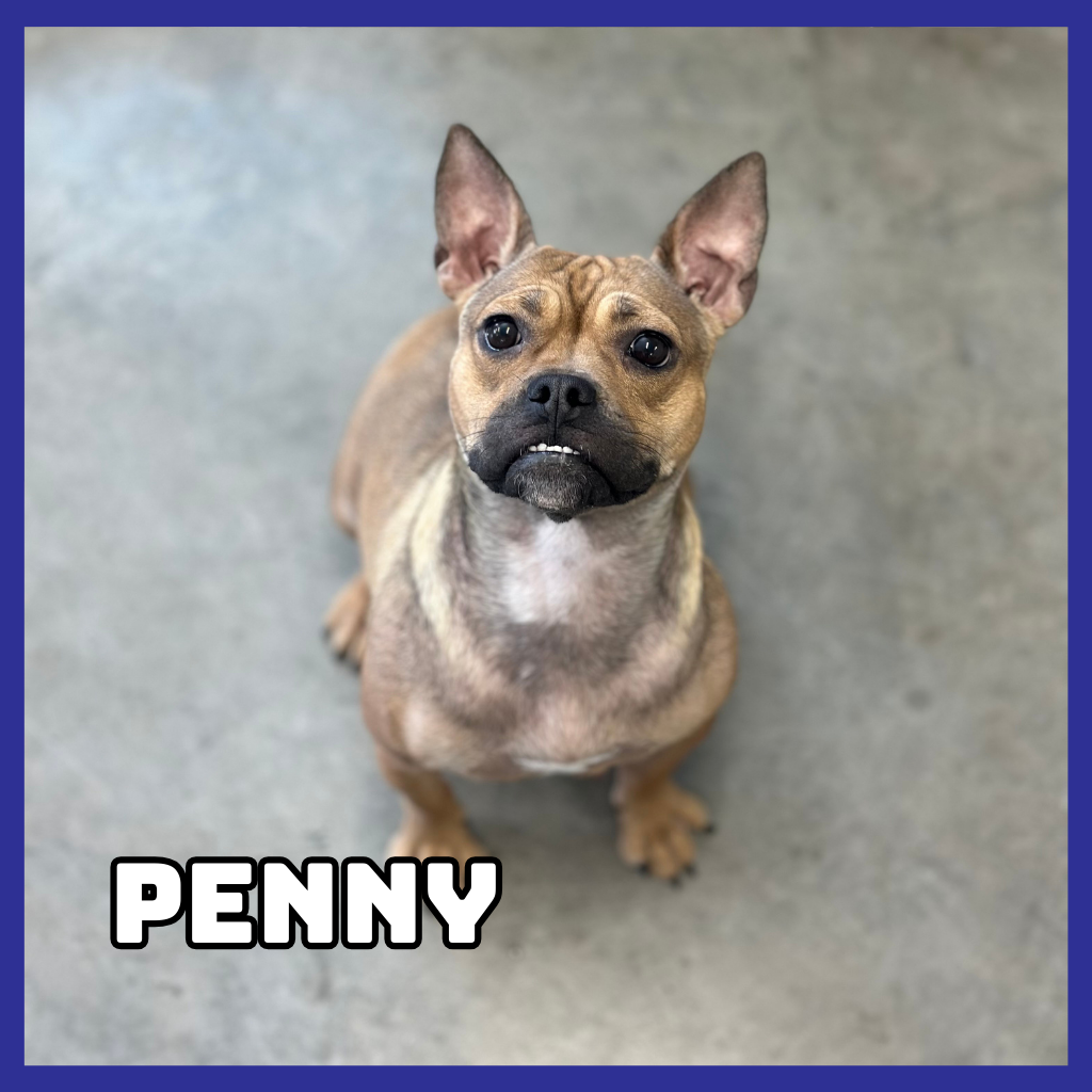 Penny 