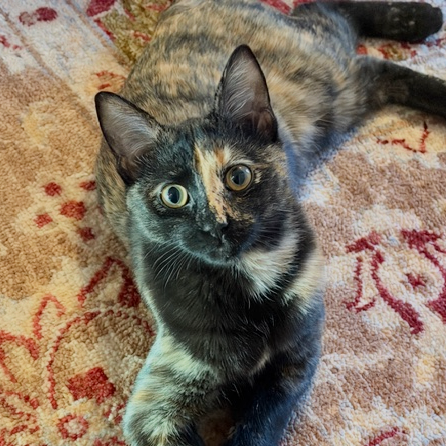 Donna Kittens: Audrey