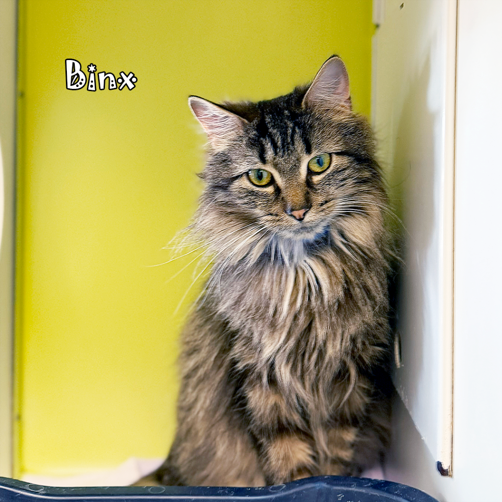 Binx wants to be with Alley