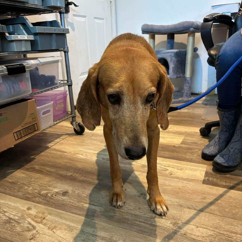 Buddy