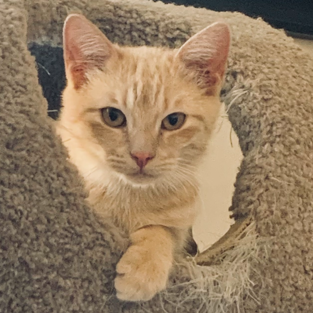 Linus