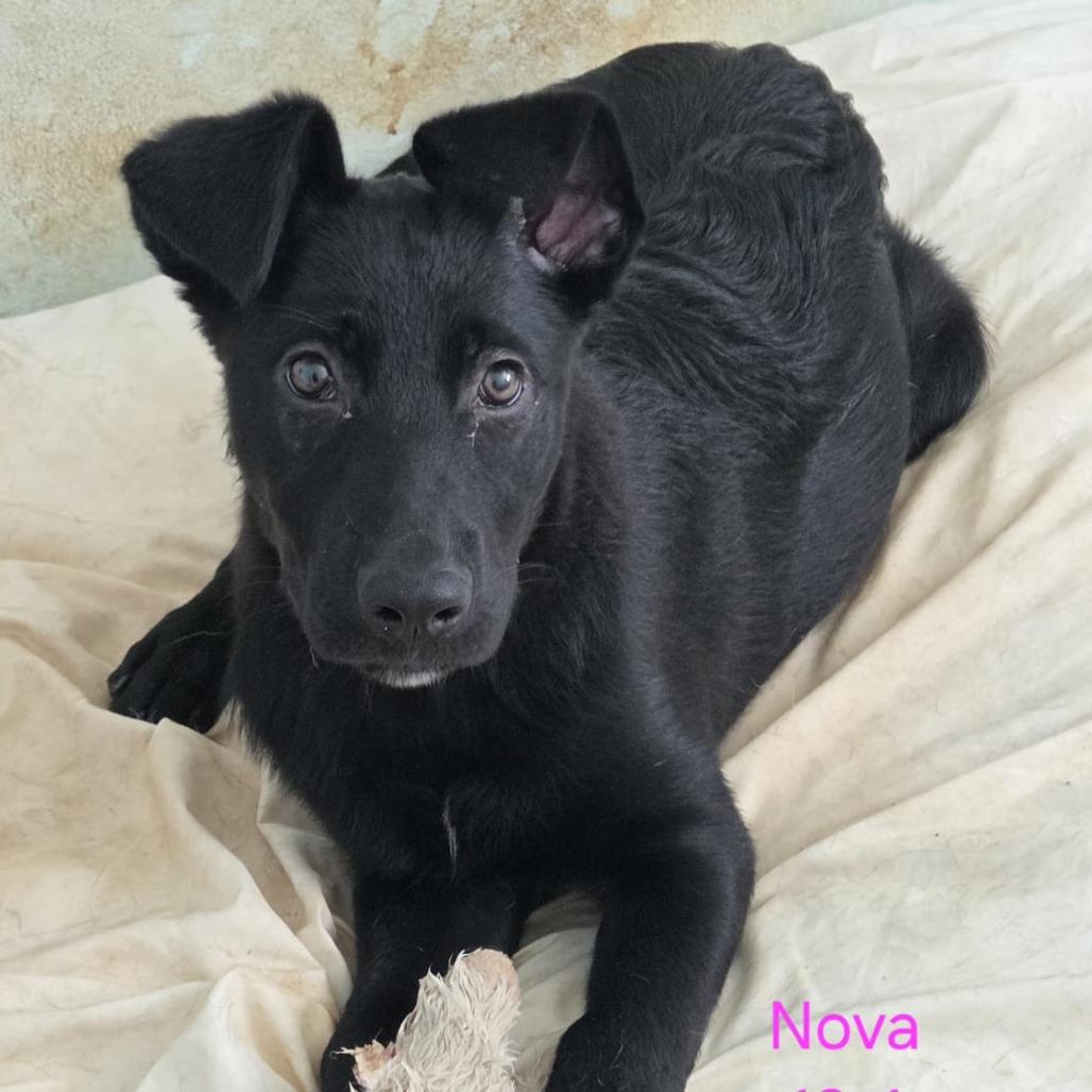 Nova