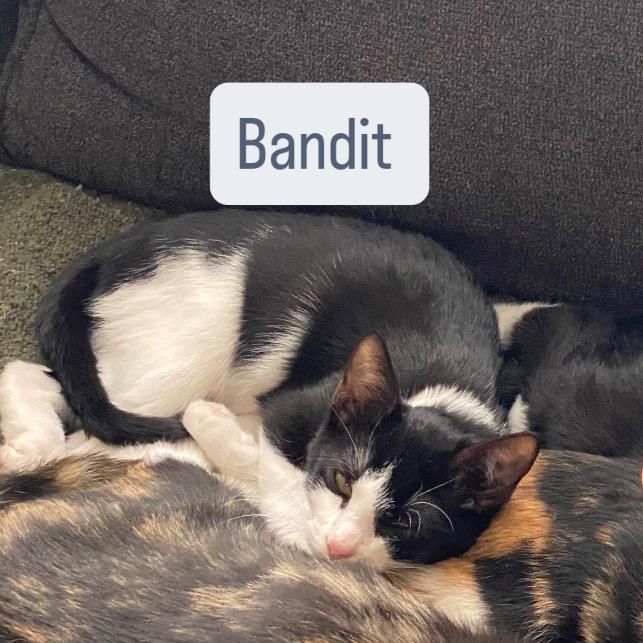Bandit