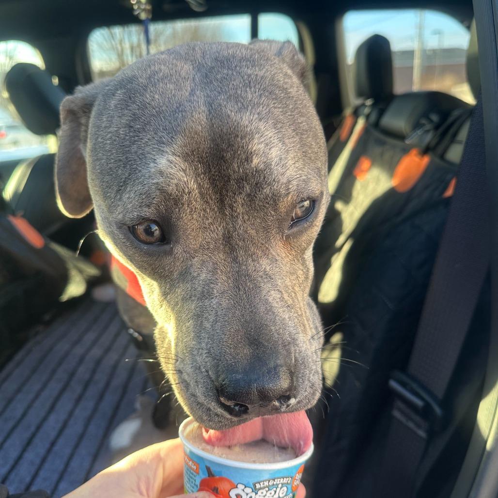 Carter *Foster to Adopt Me!