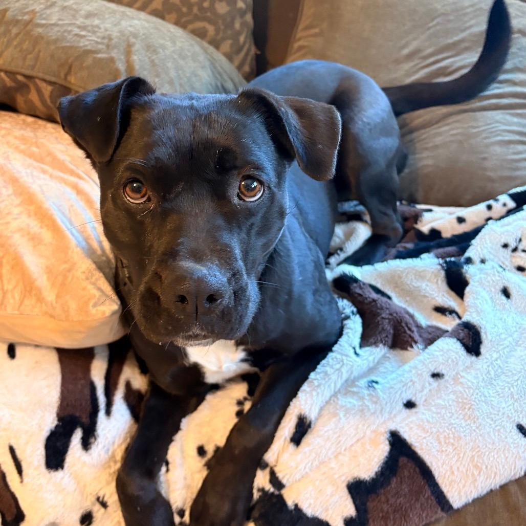 Gilly (Adoption Fee SPONSORED!)