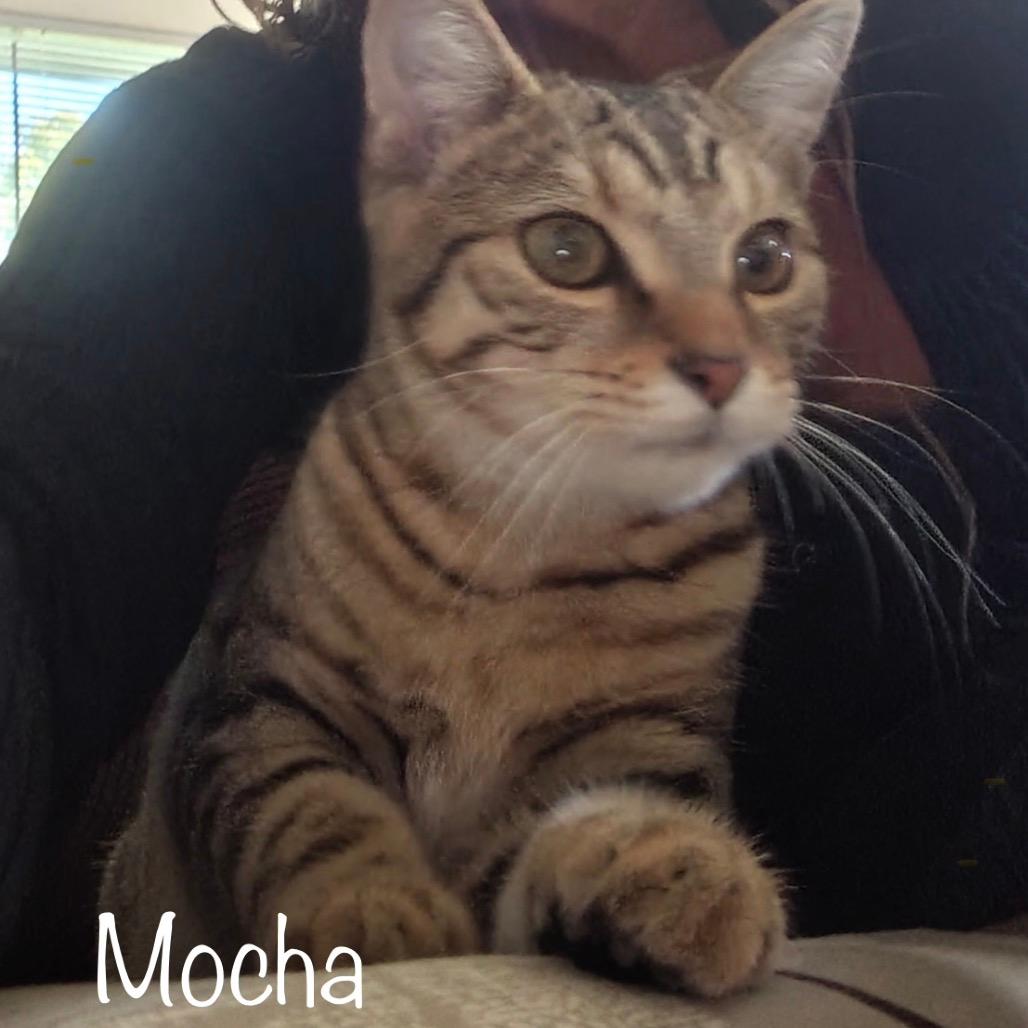Mocha 