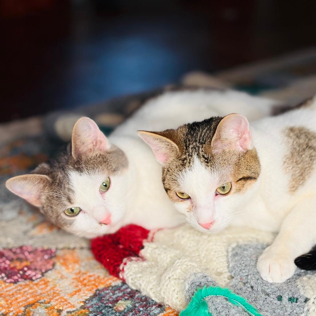 Dizzy (with Tipsy) **CH**