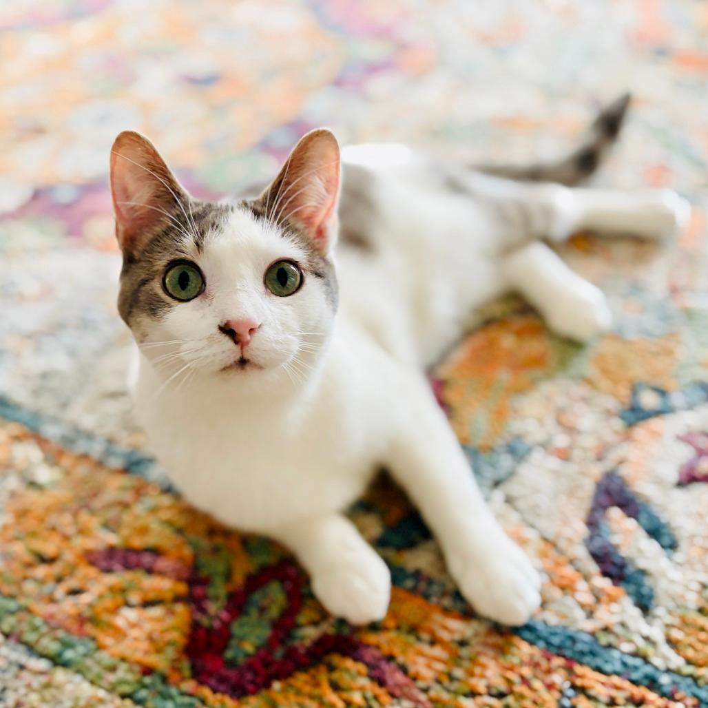 Tipsy (adoptable with sister, Dizzy)  **CH**