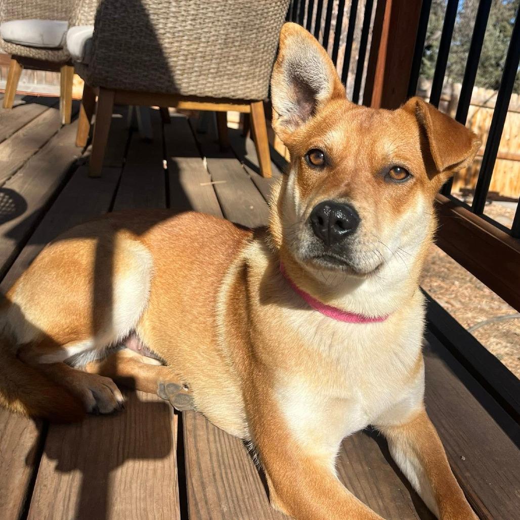 181 (2026) Lady Gaga 