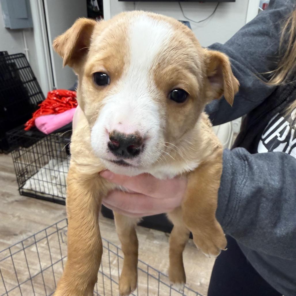 101 (2026) Margarita