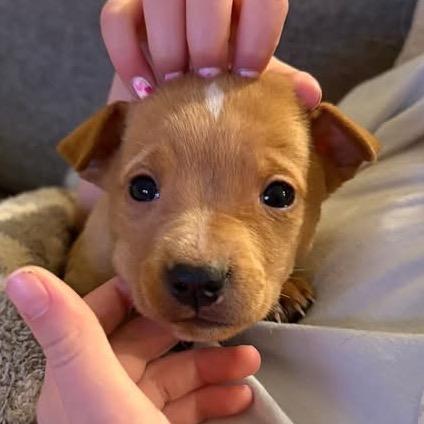 98 (2026) Mozzarella