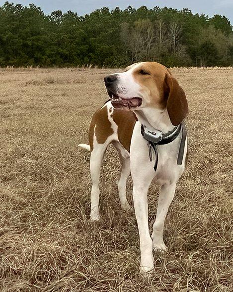 Adoptable Dogs & Puppies in Wilmington, NC | Chewy.com