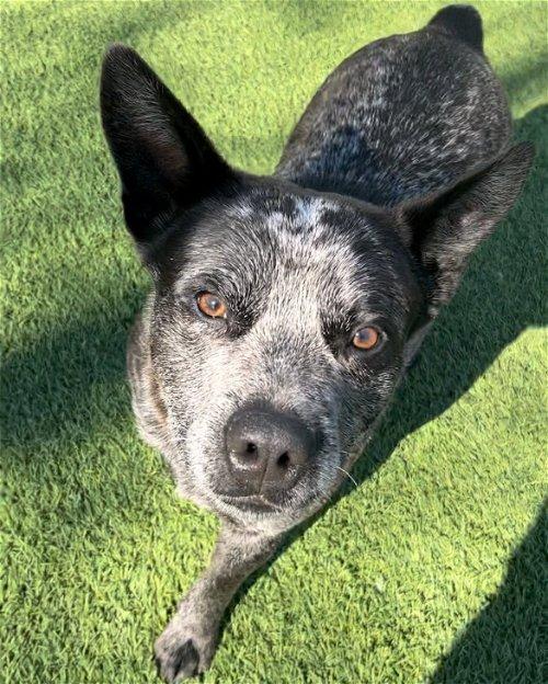 dogs for sale in dallas area