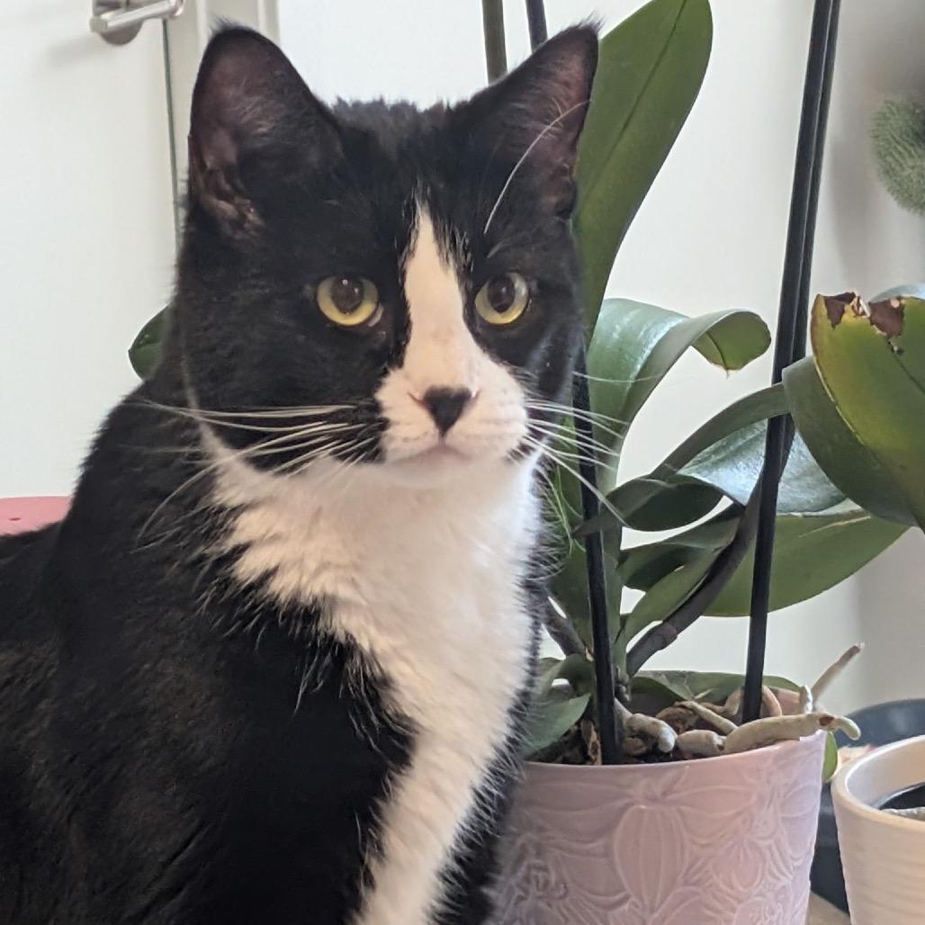 Gemini (Marlborough 1)