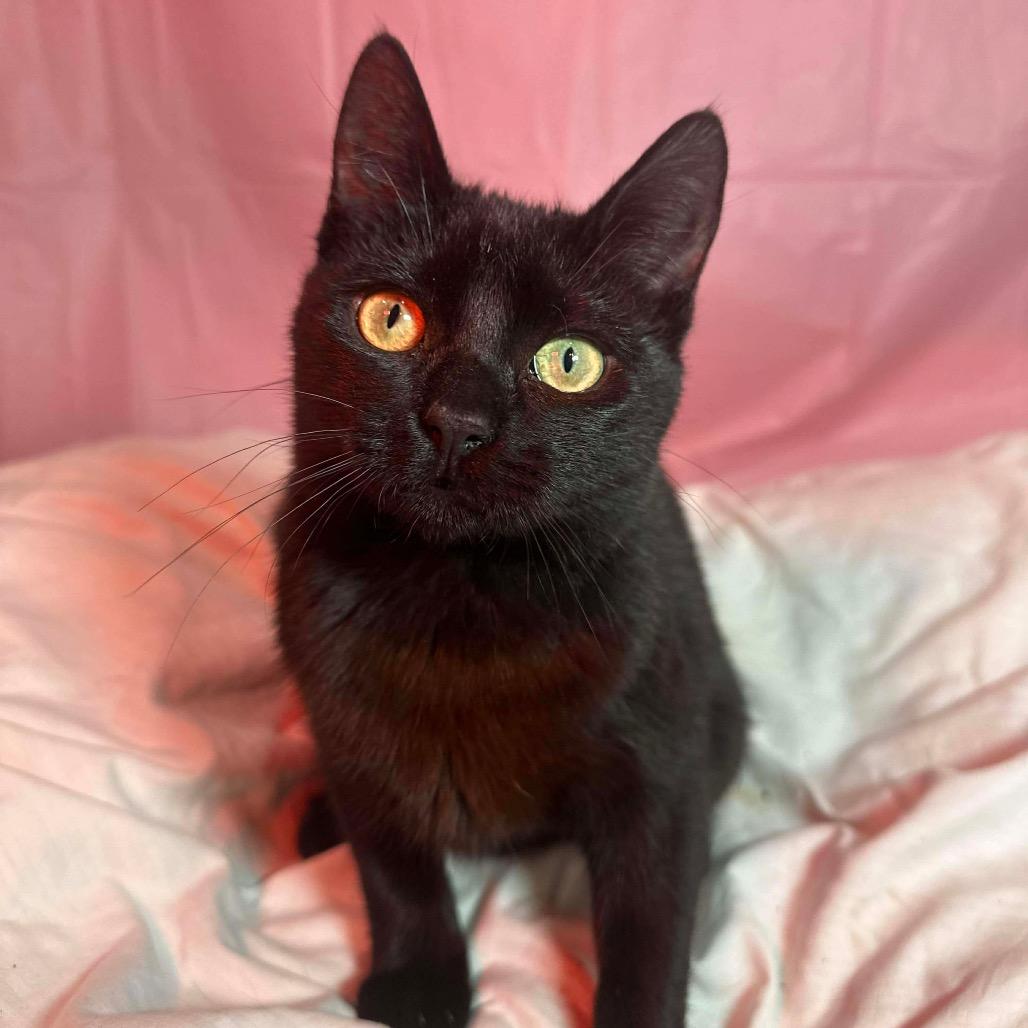 Lómion (Adoption Pending)