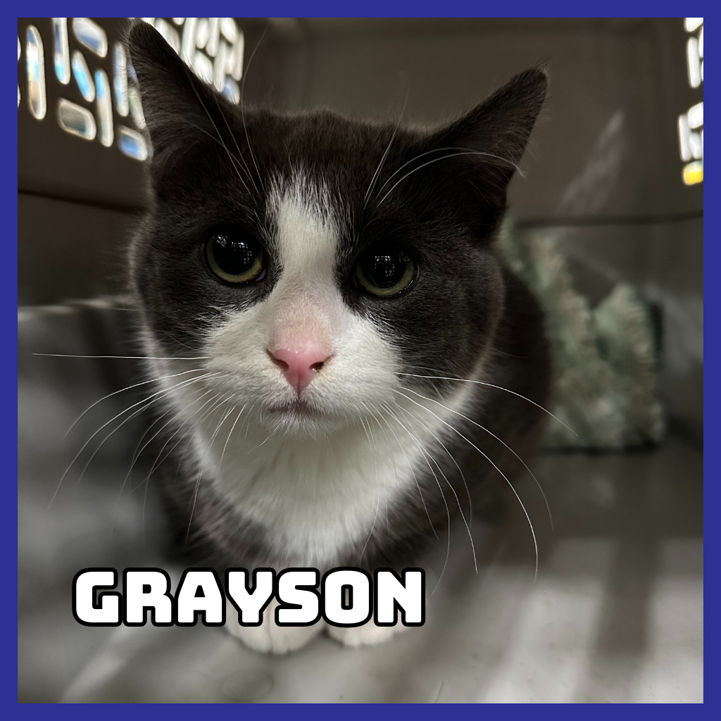 Grayson 