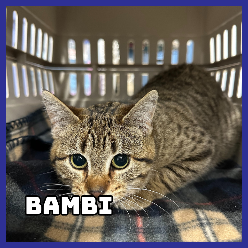 Bambi 