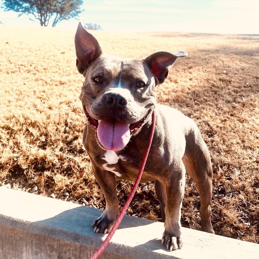 Pepper Pickle Bottoms