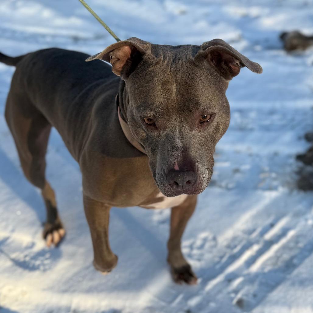 Lila