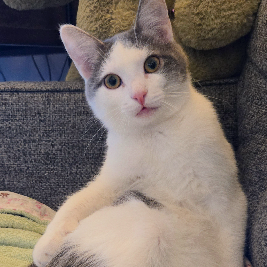 Tigress and Cubs - Rajah