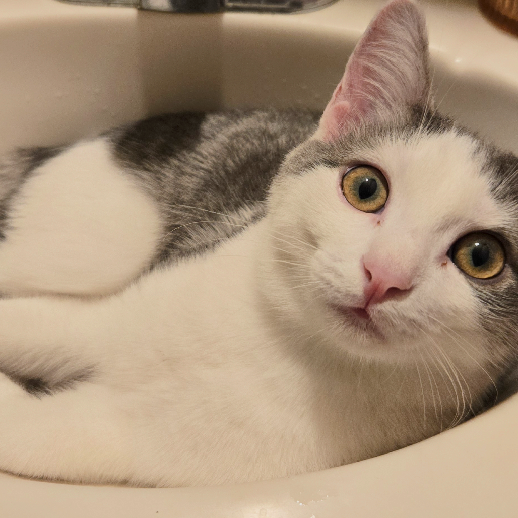 Tigress and Cubs - Rajah