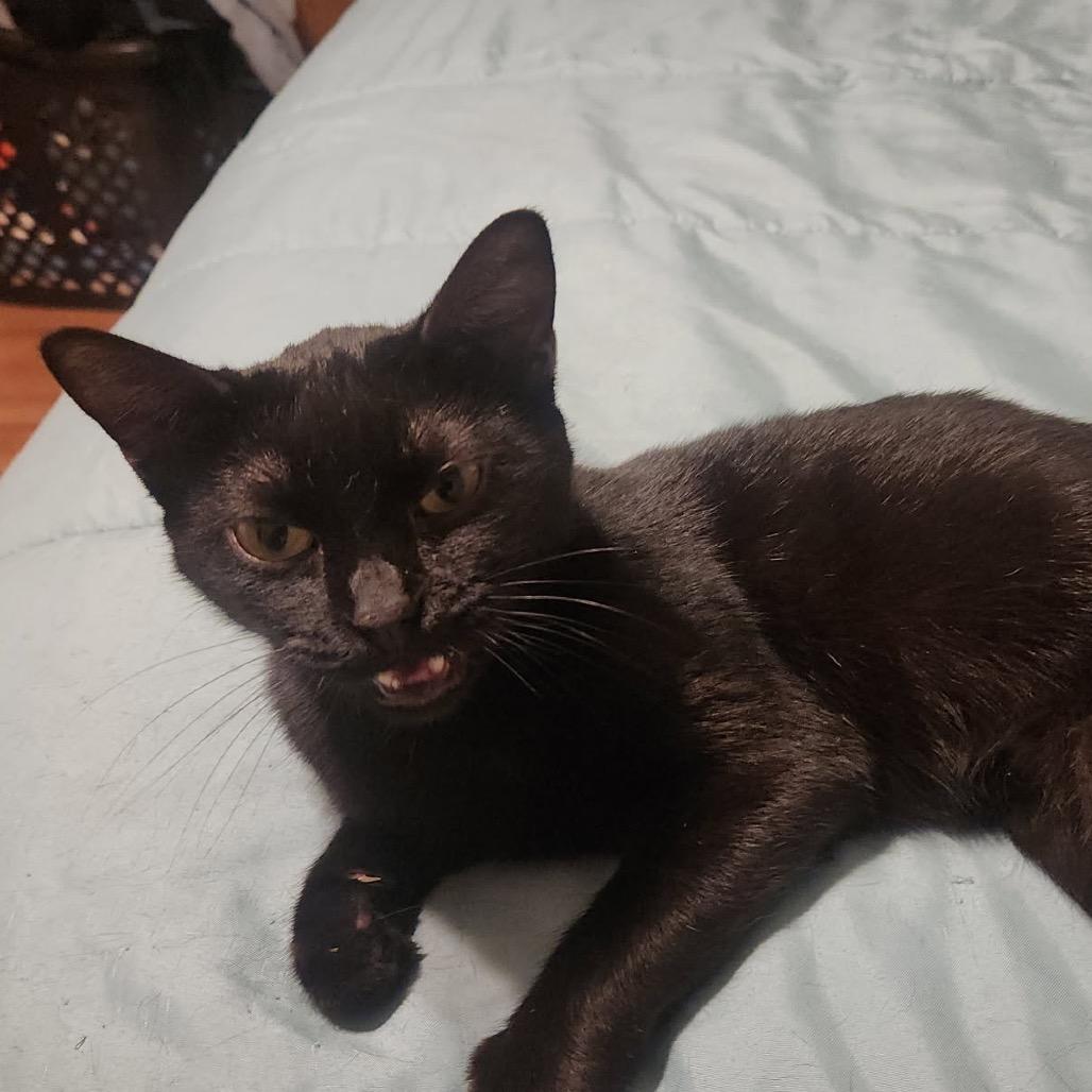 Tivali (Sweetie Pie)