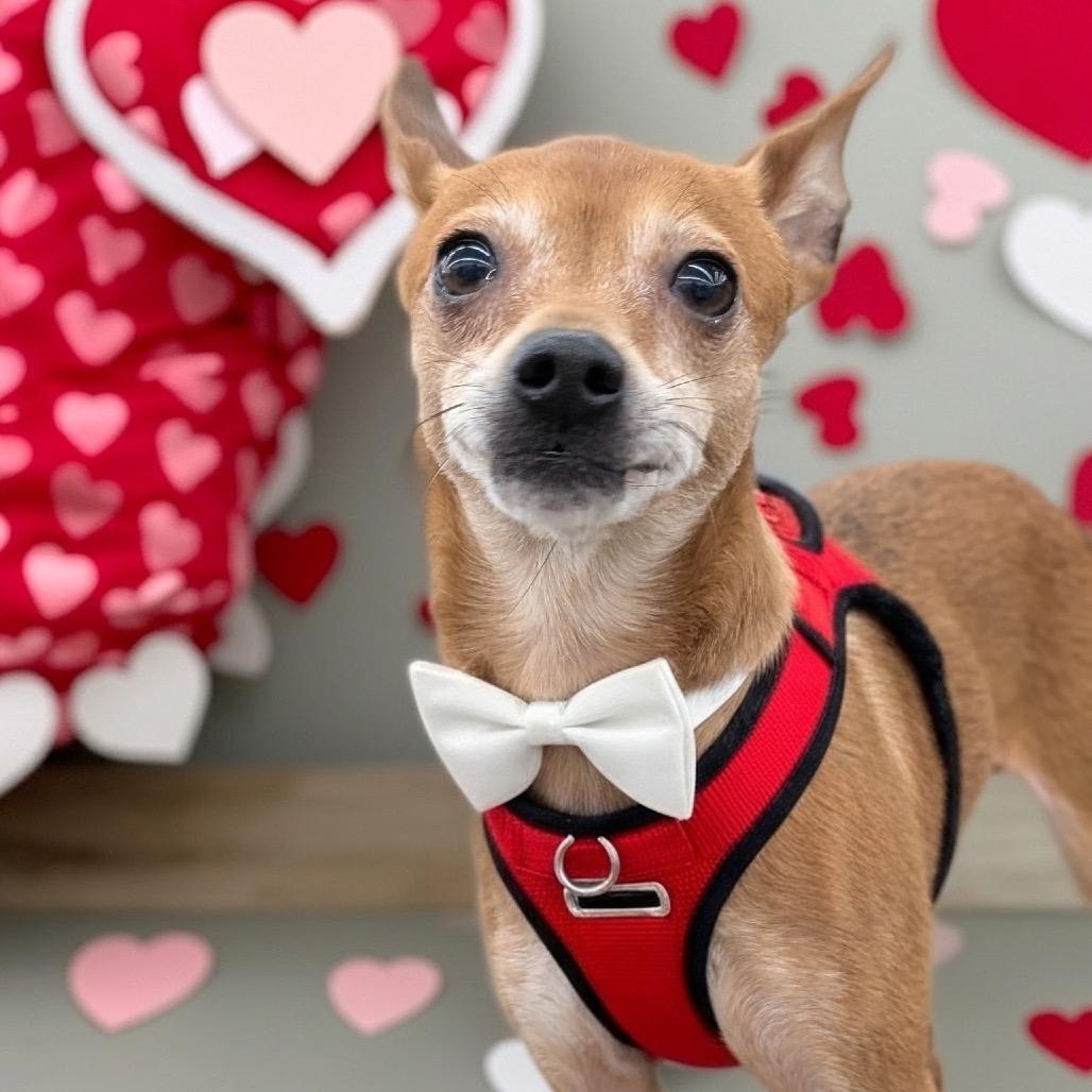 PEE WEE (bonded w/Ty)