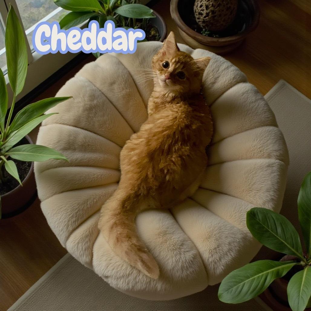 Cheddar