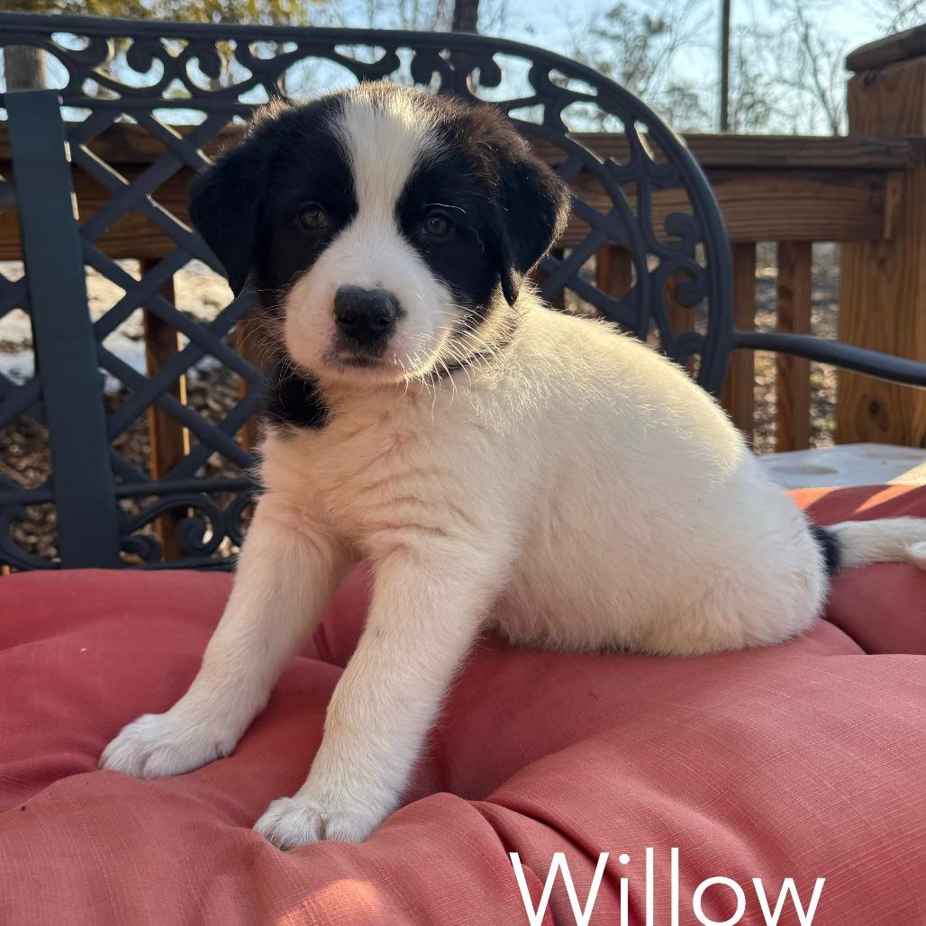 Willow