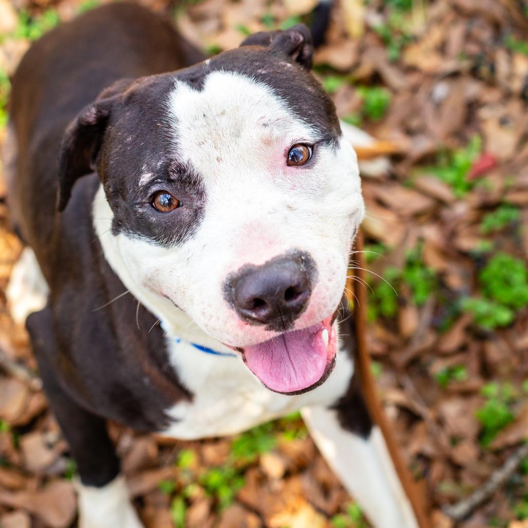 Hank Rutherford Hill