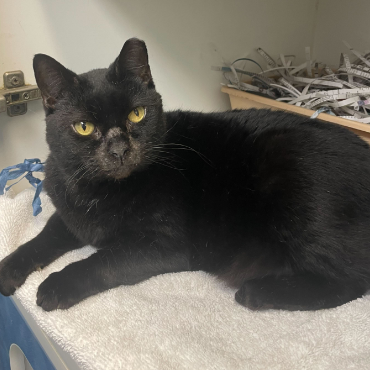 Paddington FKA Misty