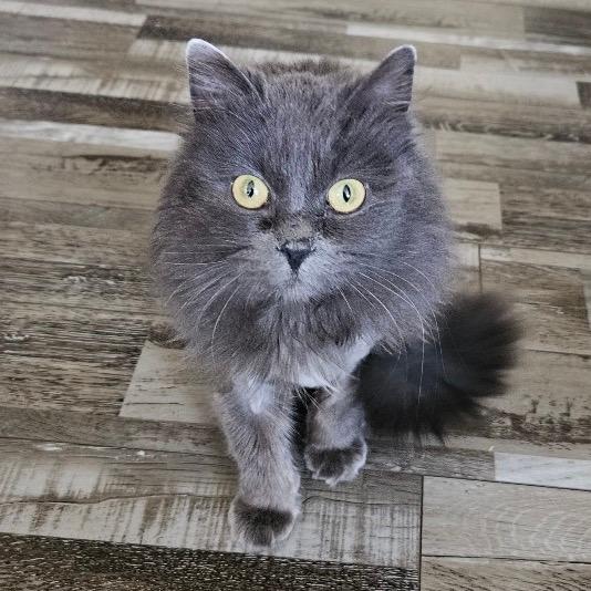 Penny Wise *Meet me at Plymouth Petsmart*