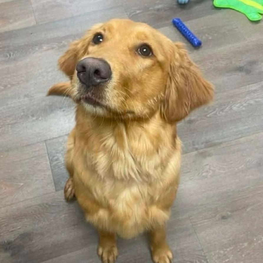 NY Stella (Honey) (Foster in Pawling NY)