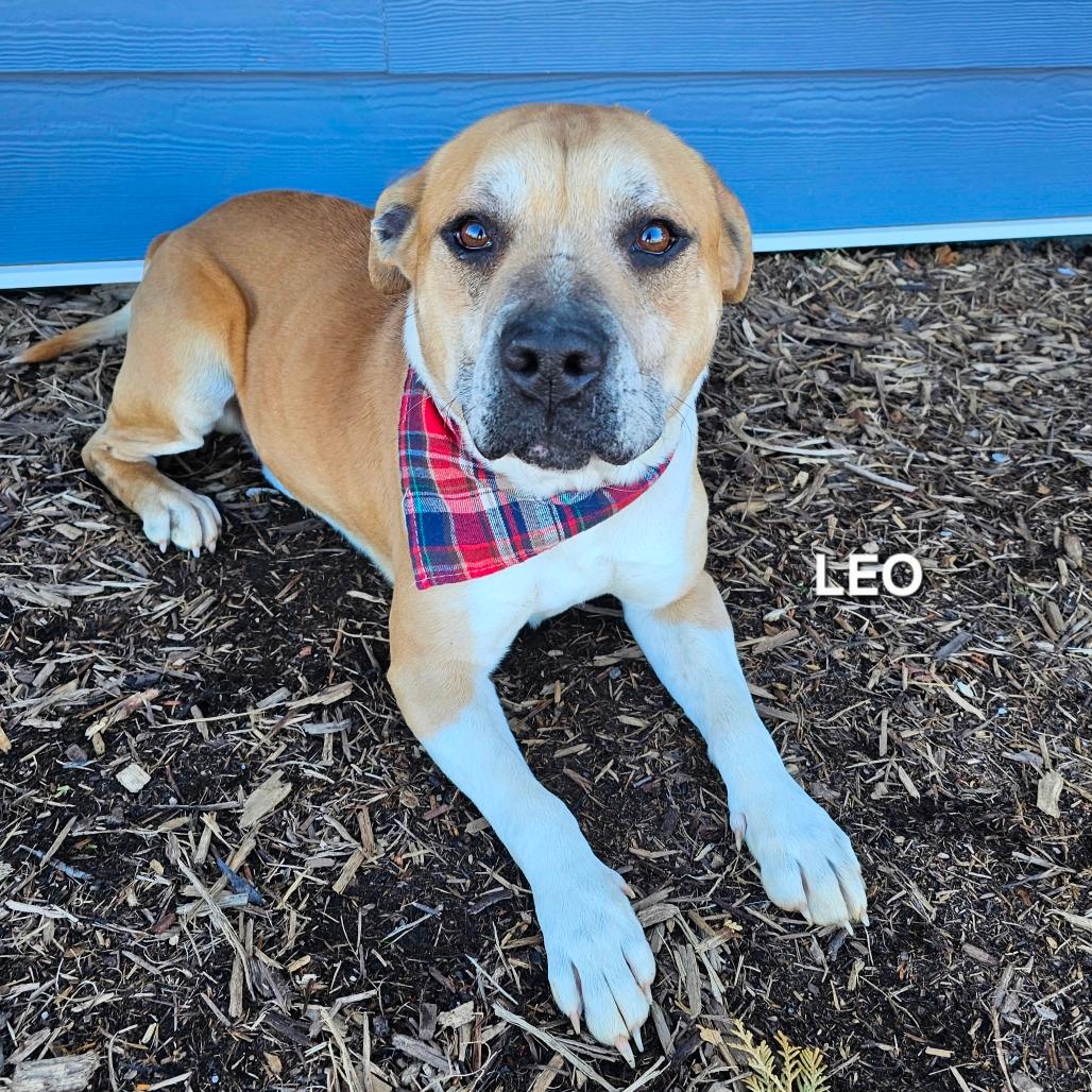 Leo