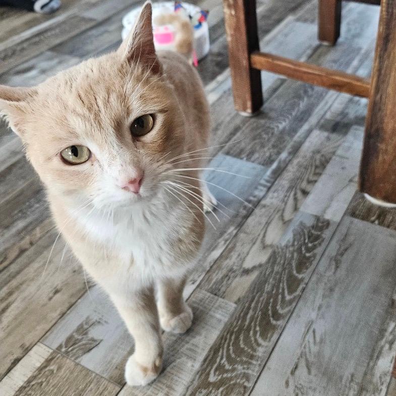 Georgie *Meet me at Plymouth Petsmart*