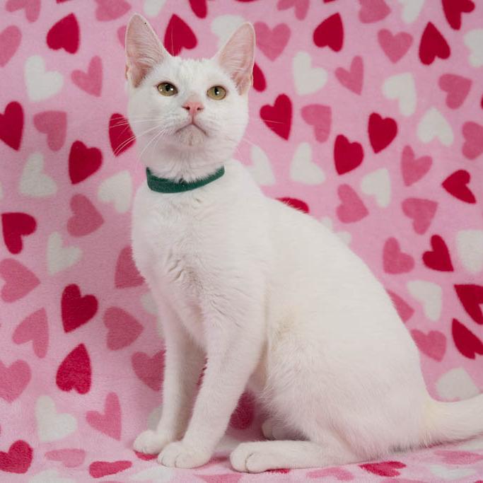 Marshmallow (Forest Green)