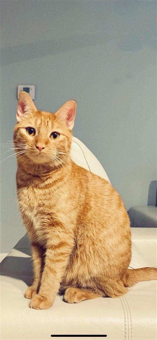 Adoptable Cats & Kittens in Ocala, FL