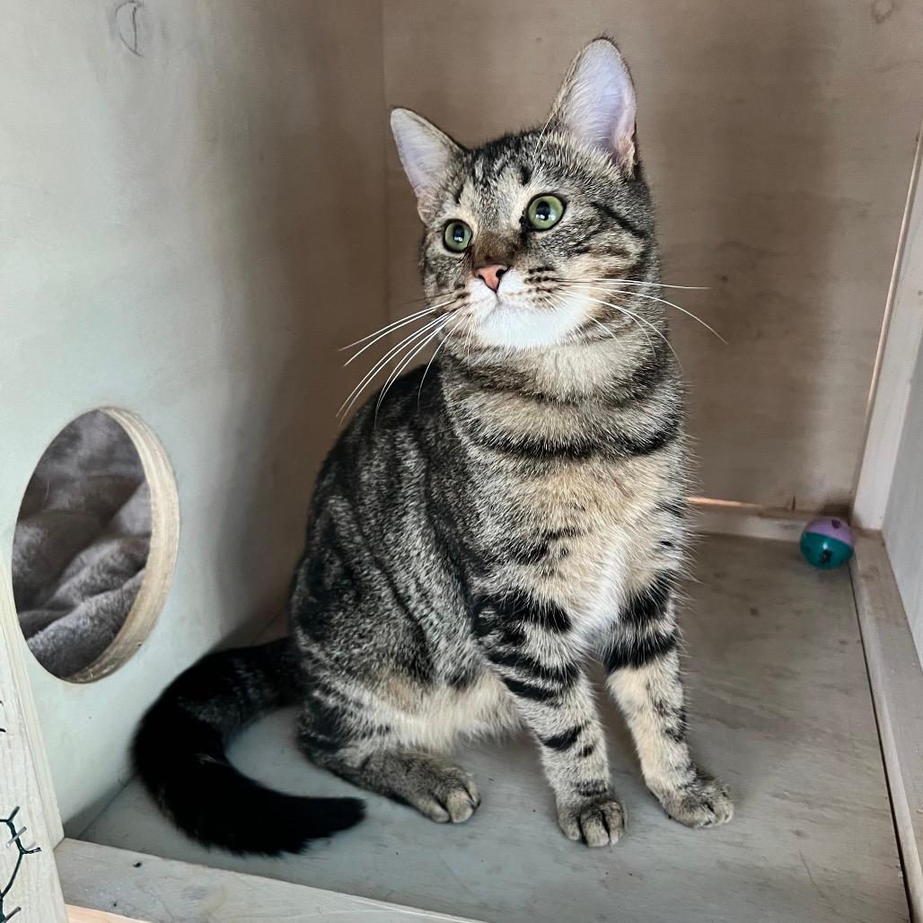 Chocolate Monte Cristo