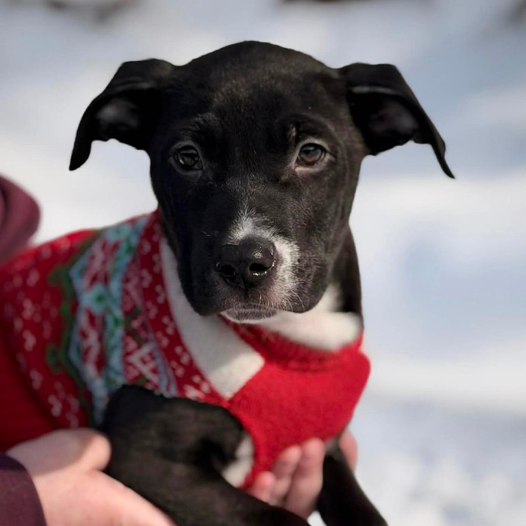 CT Bud avail Feb 21 (Tractor Supply- Putnam, CT)