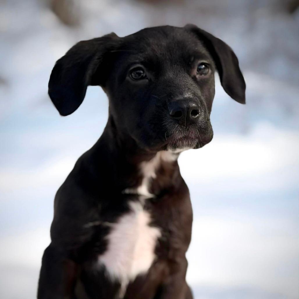 CT Heath avail Feb 21 (Tractor Supply- Putnam, CT)