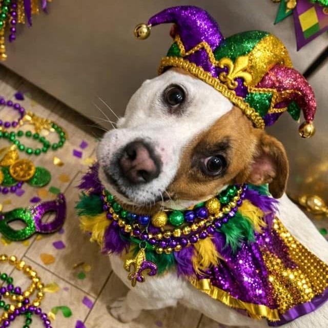 Tupelo (Reduced Rover)