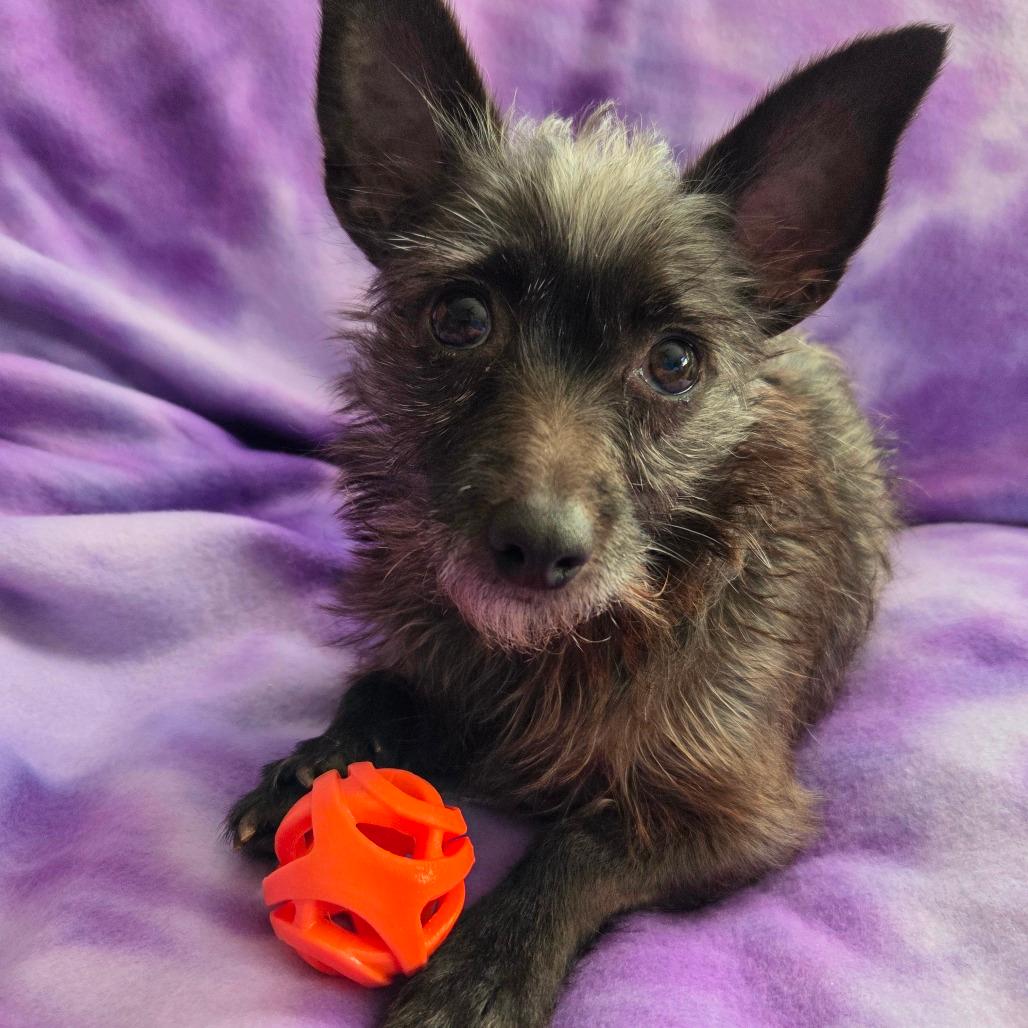 Kitty - bonded w/Lioness