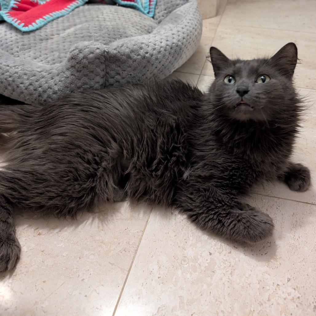 Orbit *Meet me at Eagan Petsmart*