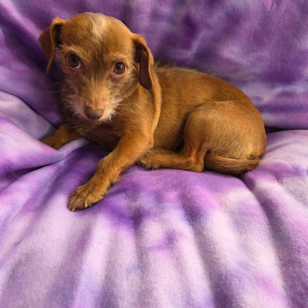 Lioness and Kitty- bonded