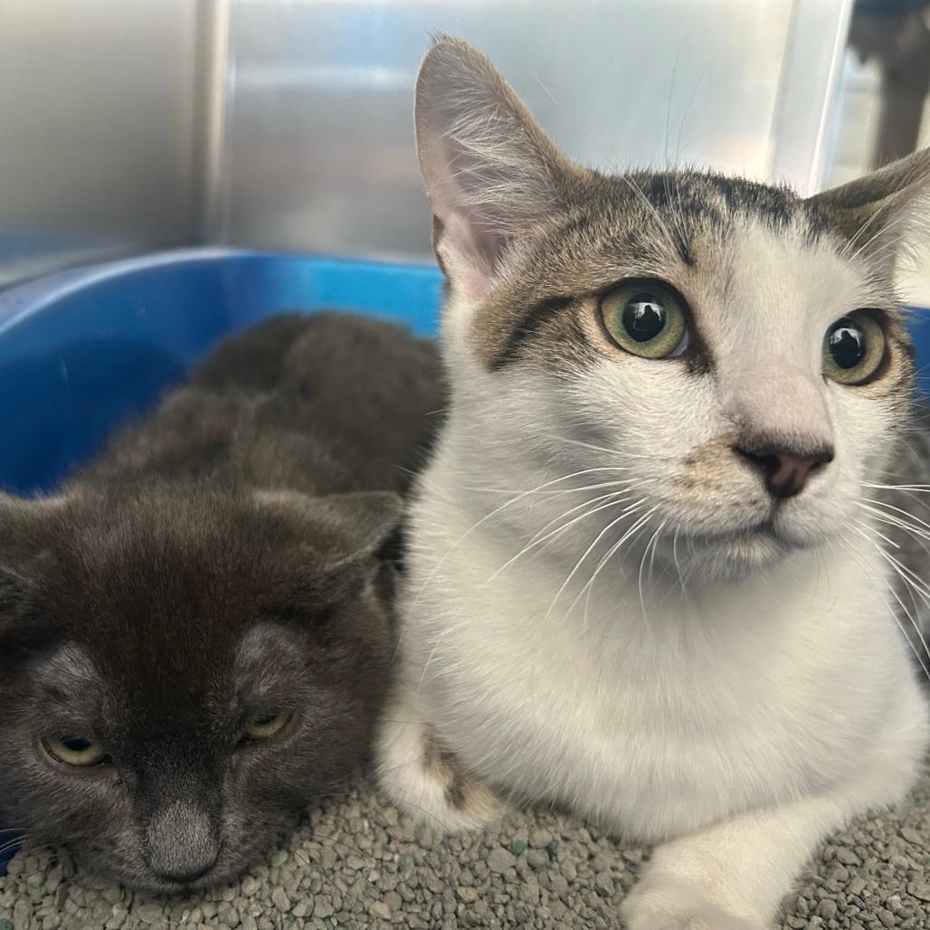 Sam with Cucumber-BOGO In Foster